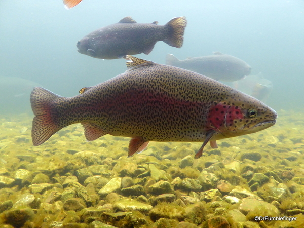 Shepherd of the Hills Fish Hatchery (10)