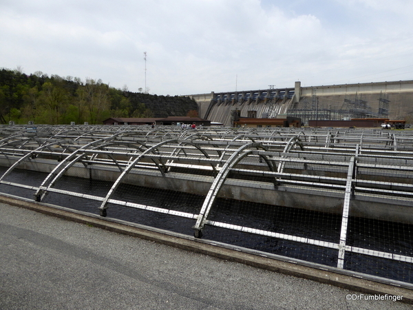 Shepherd of the Hills Fish Hatchery (23)