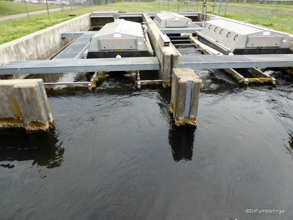 Shepherd of the Hills Fish Hatchery (25)