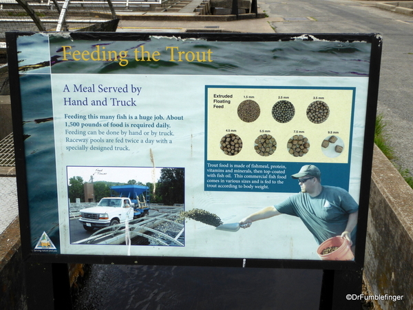 Shepherd of the Hills Fish Hatchery (26)