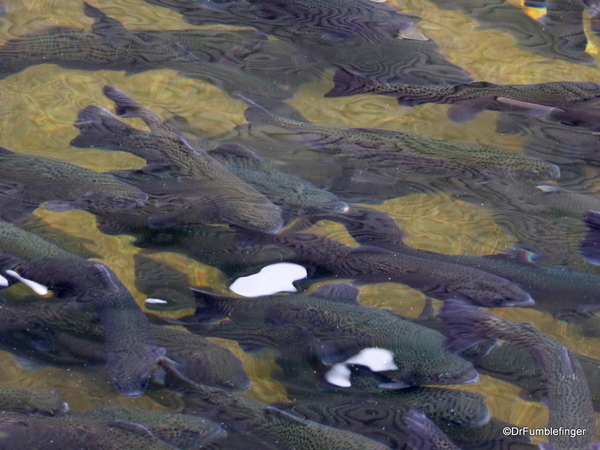 Shepherd of the Hills Fish Hatchery (44)