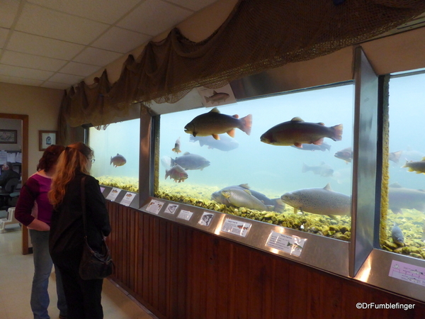 Shepherd of the Hills Fish Hatchery (9)