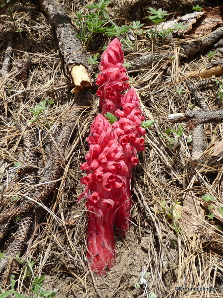 Snow Plants, Yosemite (11)