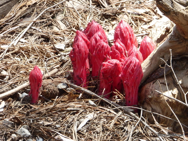 Snow Plants, Yosemite (2)