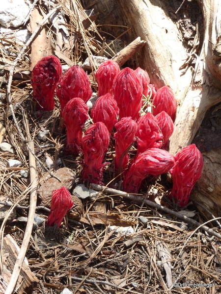 Snow Plants, Yosemite (4)