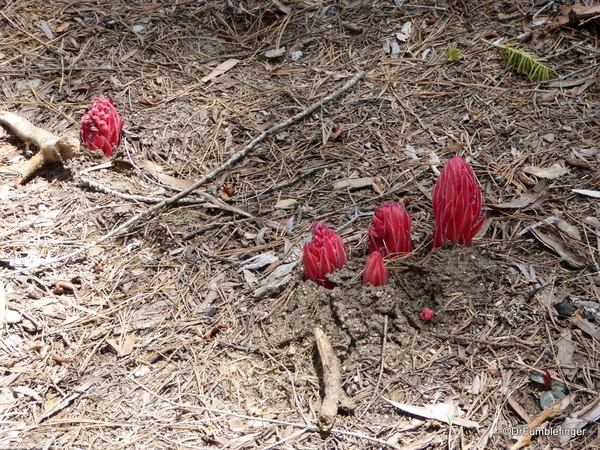 Snow Plants, Yosemite (5)