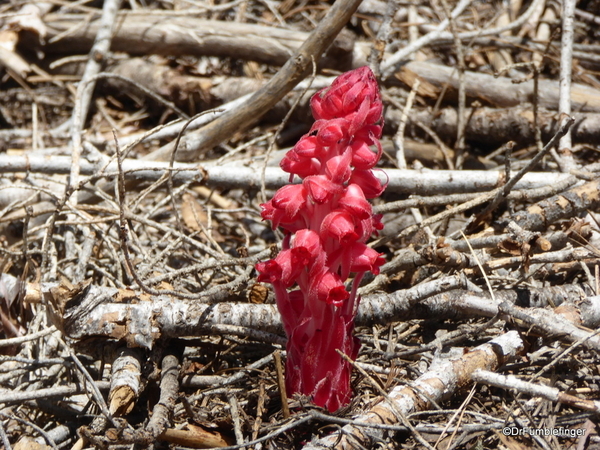 Snow Plants, Yosemite (8)