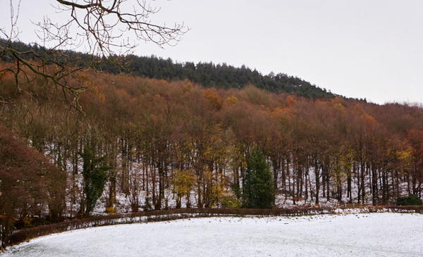 Snow and trees