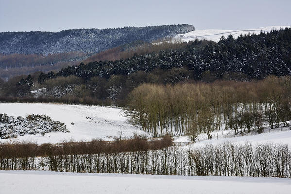 Hillside and trees.