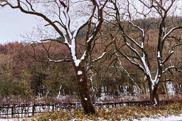 Snowtrees