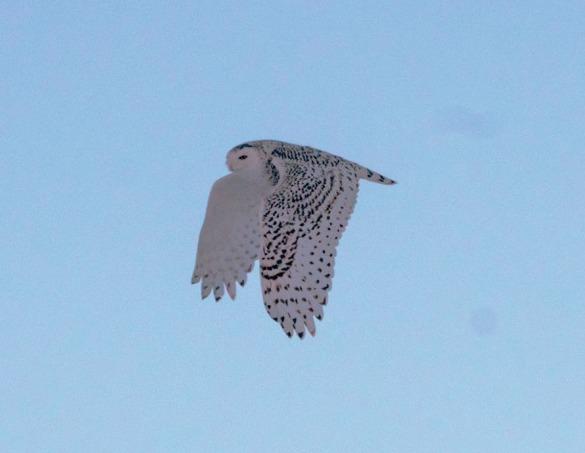 Snowy in Flight