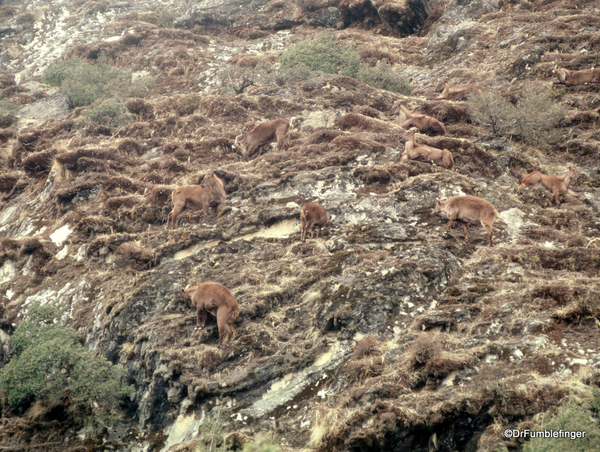 Himalayan Tahr