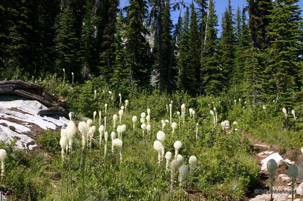 Beargrass, Selkirk mountains, Idaho