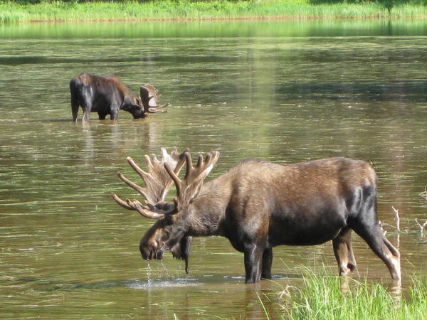 Summer 2009 091 Piney Lake, Vail