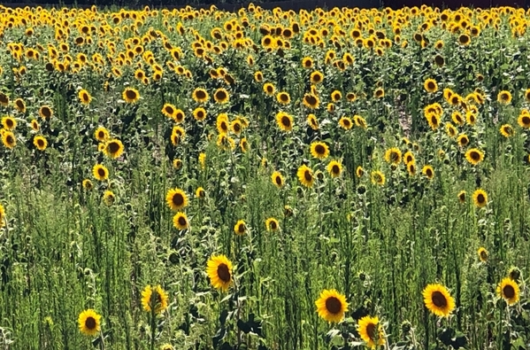 Sunflowers 1