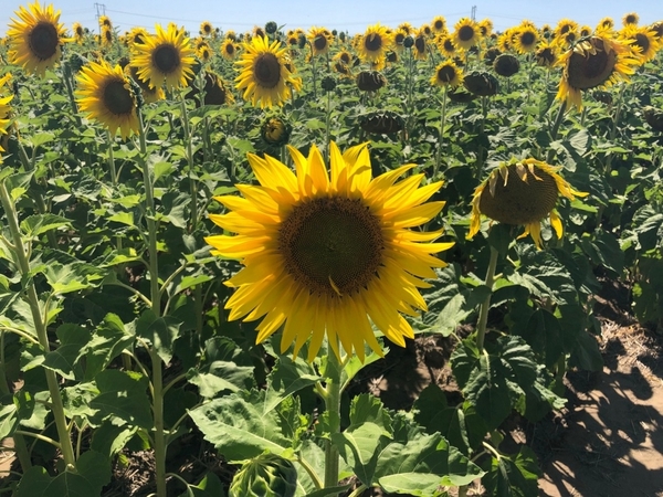 Sunflowers 3