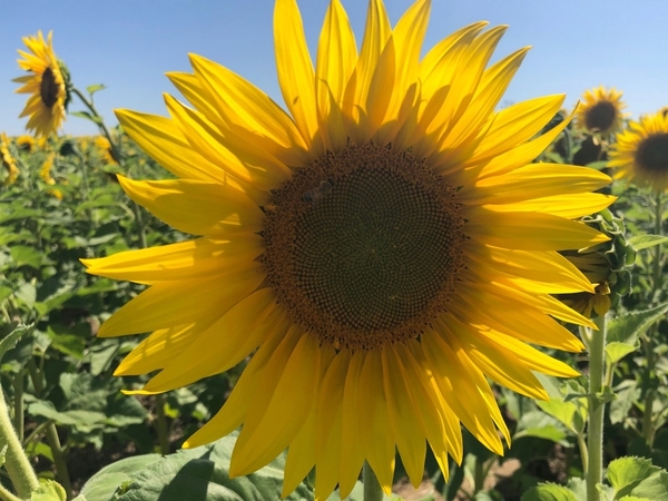 Sunflowers 4