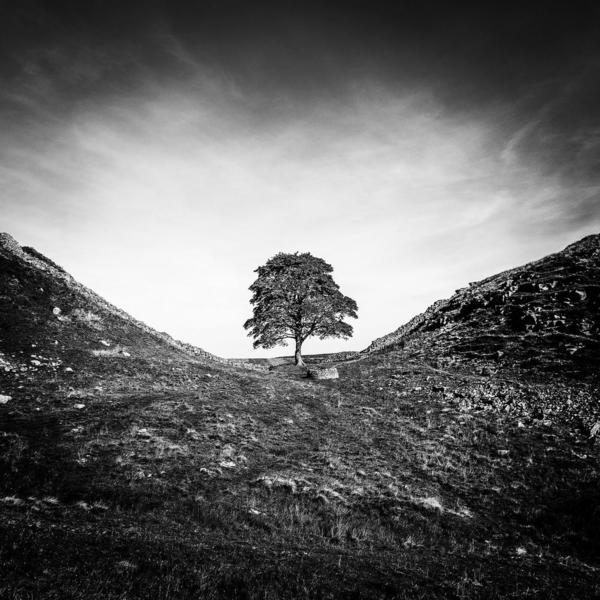 Sycamore Gap. Hadrian