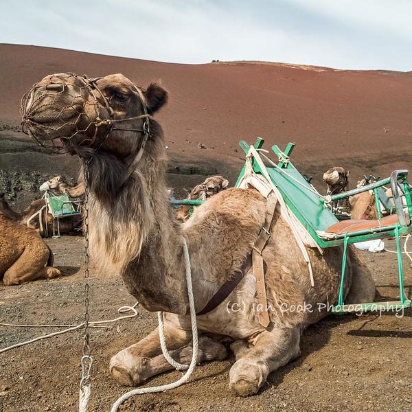 Timanfaya National Park 9