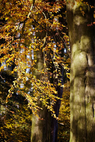 Tree foliage.