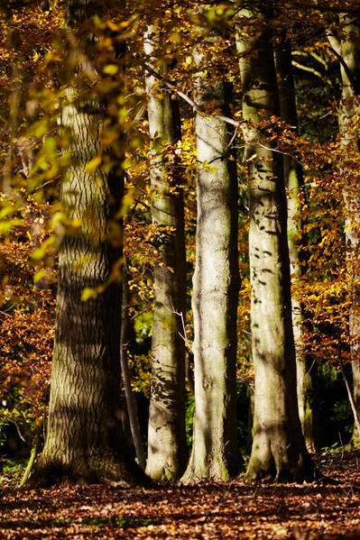 Trees and dappled light.