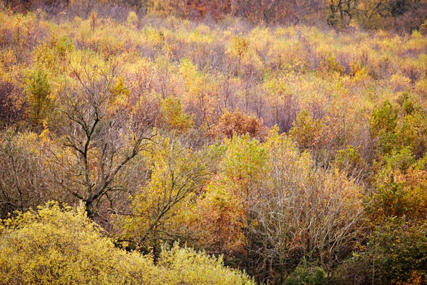 Trees in their autumn coats.