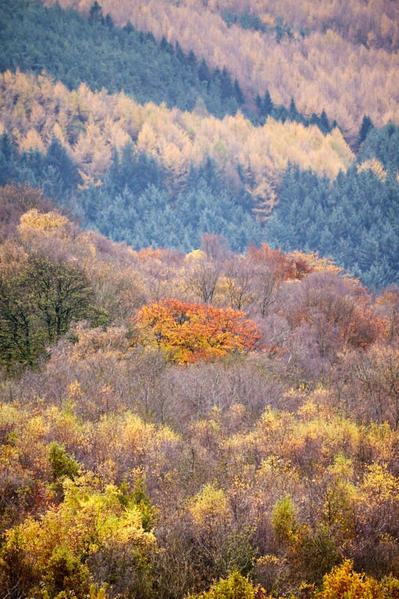 Trees and colour.