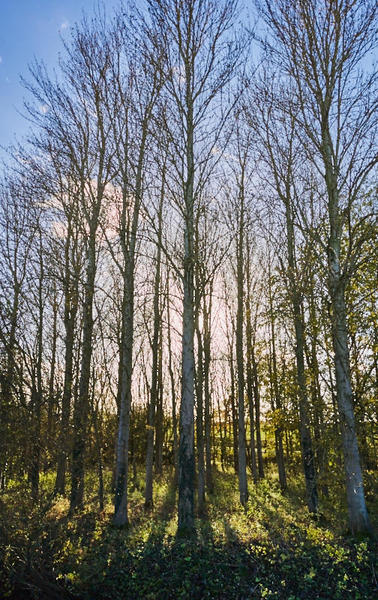 Tree copse.