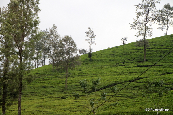 Trip to Nuwara Eliya, Sri Lanka (102)