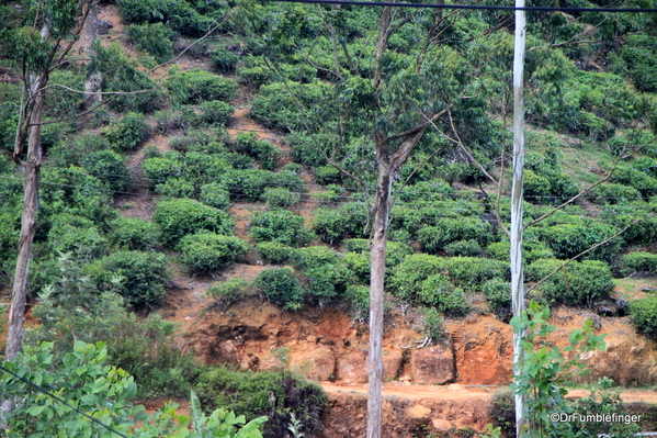 Trip to Nuwara Eliya, Sri Lanka (37)