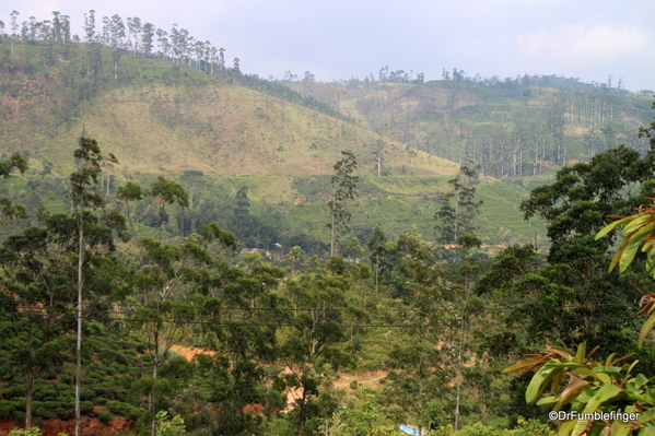 Trip to Nuwara Eliya, Sri Lanka (43)