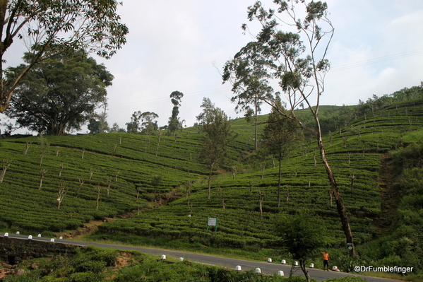 Trip to Nuwara Eliya, Sri Lanka (48)