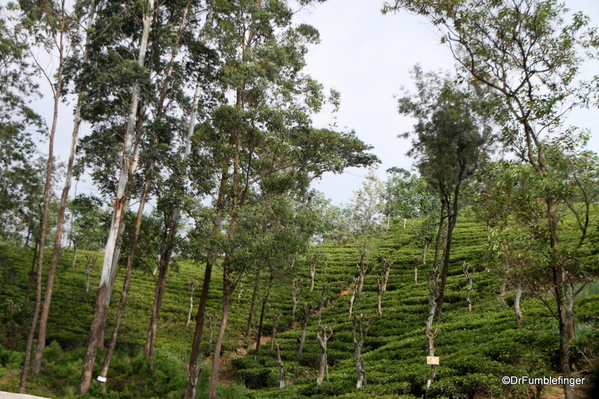 Trip to Nuwara Eliya, Sri Lanka (49)