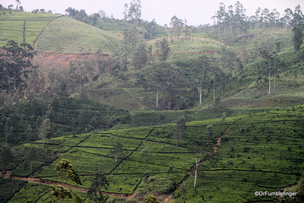 Trip to Nuwara Eliya, Sri Lanka (50)