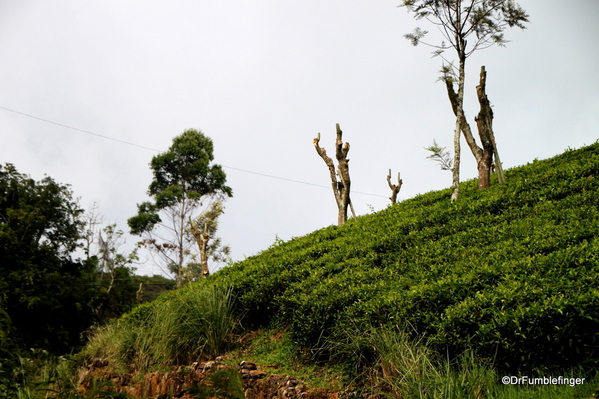 Trip to Nuwara Eliya, Sri Lanka (53)