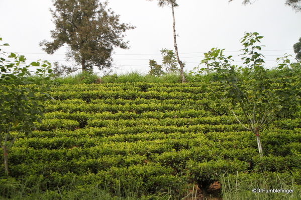 Trip to Nuwara Eliya, Sri Lanka (55)