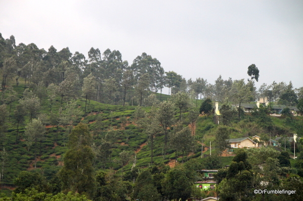 Trip to Nuwara Eliya, Sri Lanka (91)