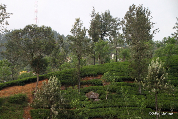 Trip to Nuwara Eliya, Sri Lanka (94)