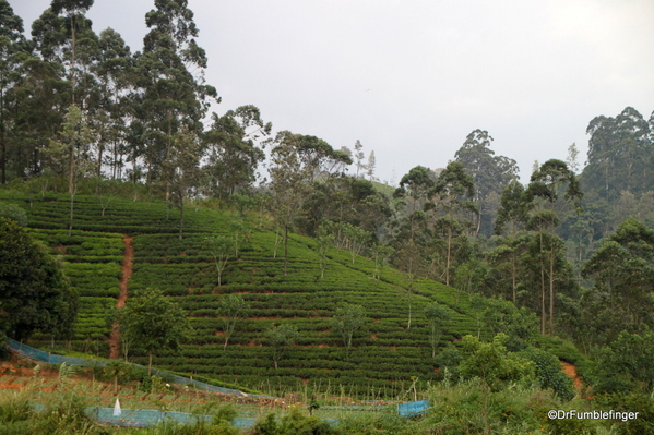 Trip to Nuwara Eliya, Sri Lanka (97)