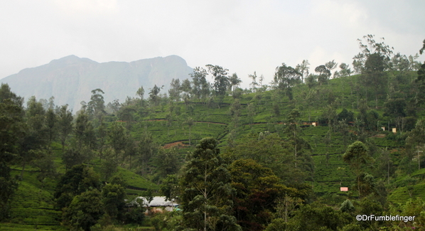 Trip to Nuwara Eliya, Sri Lanka (99)