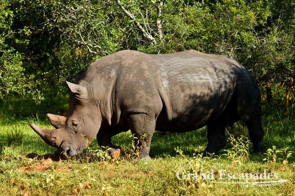 Uganda-ZiwaRhinoSanctuary-102