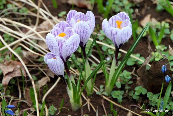 Virginia 027 Monticello crocuses in lawn