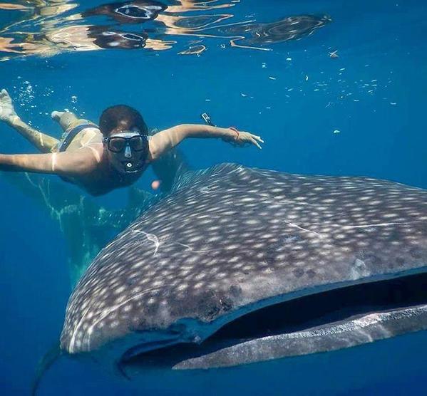 Whale shark