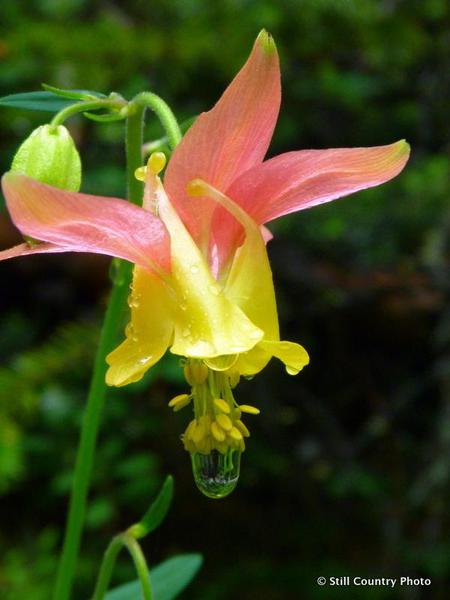 Wild Columbine