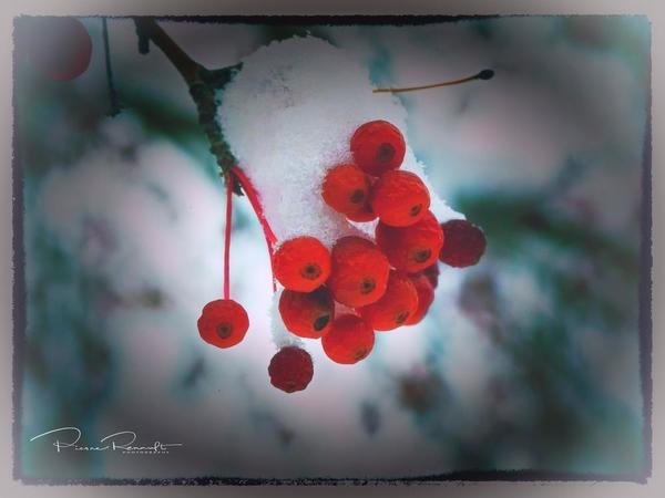 Winter Berries