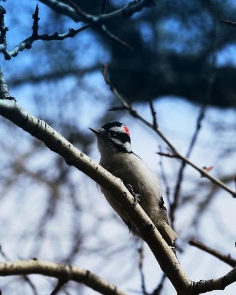 Woodpecker