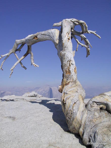 Dead Jeffrey Pine on Sentinel Dome, Yosemite National