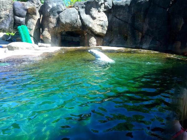 Zoo Polar Bear