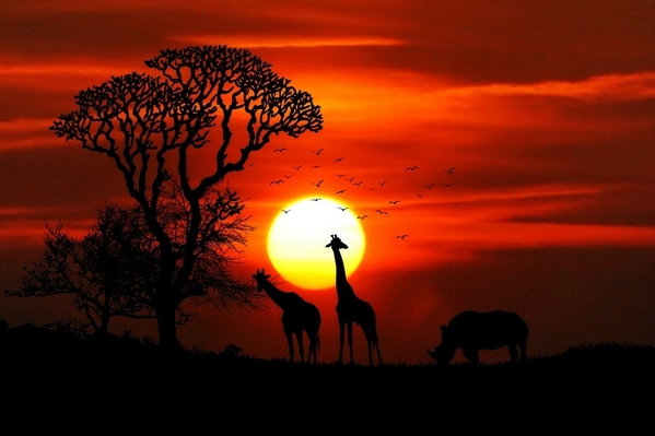 africa-animal-animals