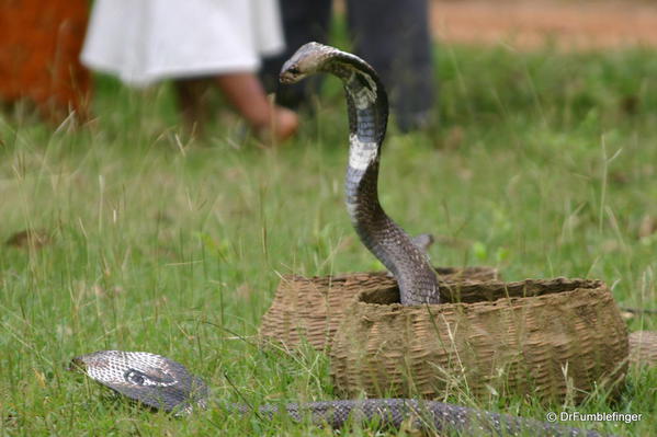 Hooded cobra, Anuradhapura, Sri Lanka